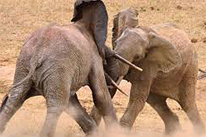 8 Days Safari to Mara - Nakuru - Bogoria - Samburu