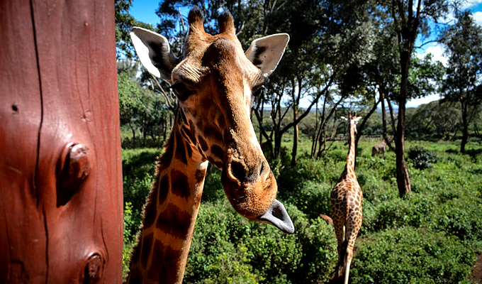 Giraffe-Centre-Day-Tour-Nairobi