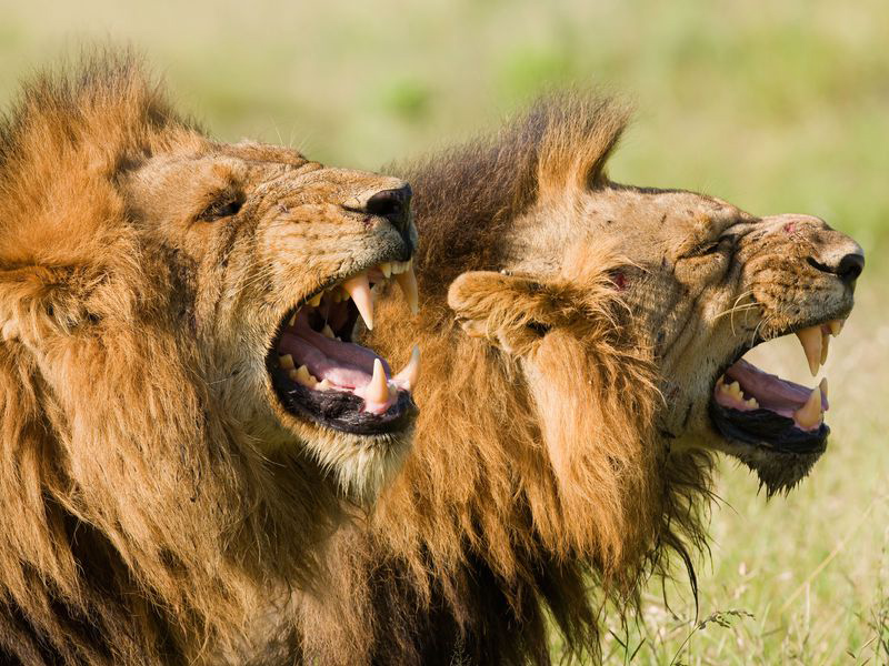 Tsavo National Park