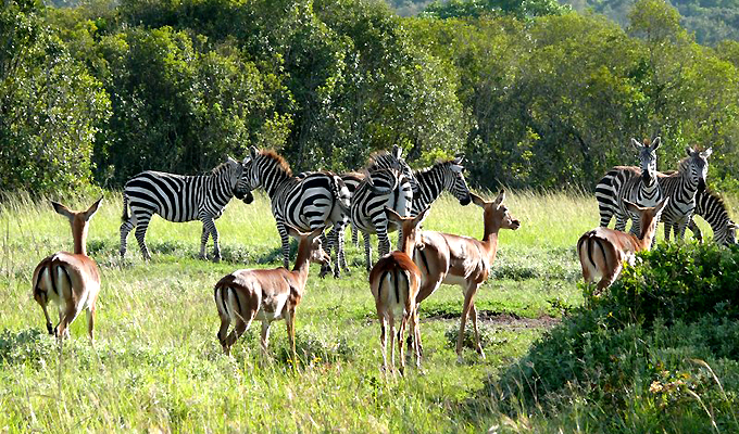 3 Days Aberdare National Park Safari