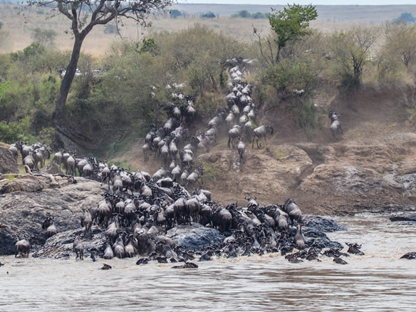 Maasai Mara Safari