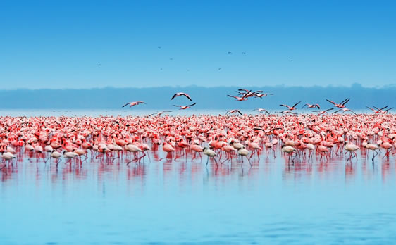 Lake Nakuru Safari