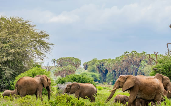 Samburu Safari