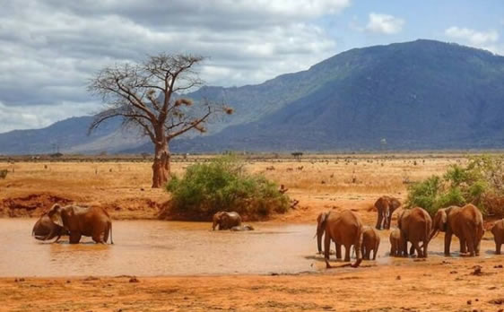 Tsavo Safari