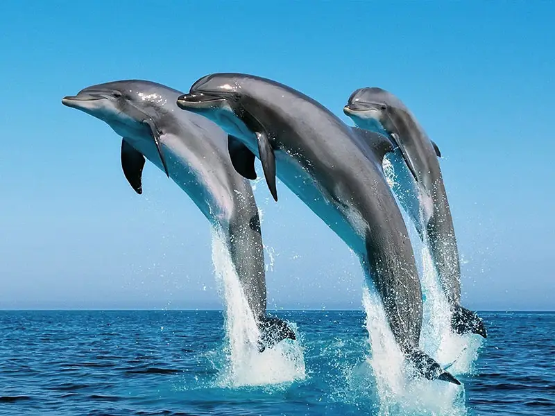 1 Day Wasini Island & Dhow