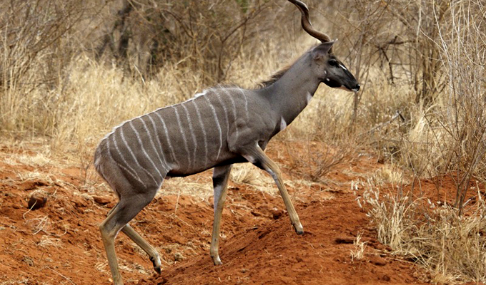 2 Days Tsavo Safari (2)