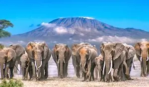 3 Days Amboseli Luxury Safari