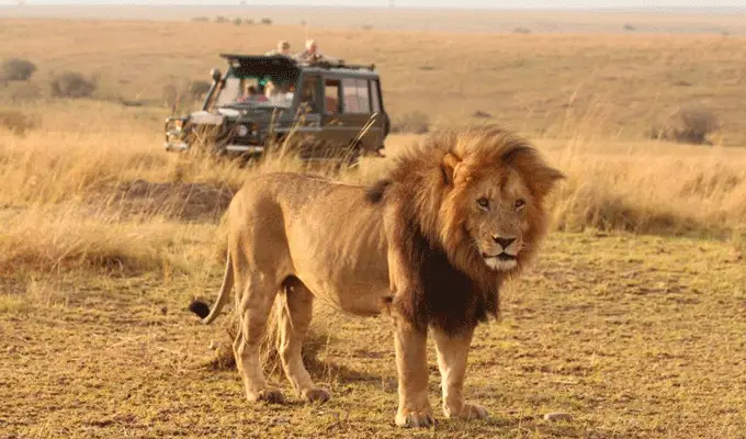 4 Days Masai Mara Lake Nakuru