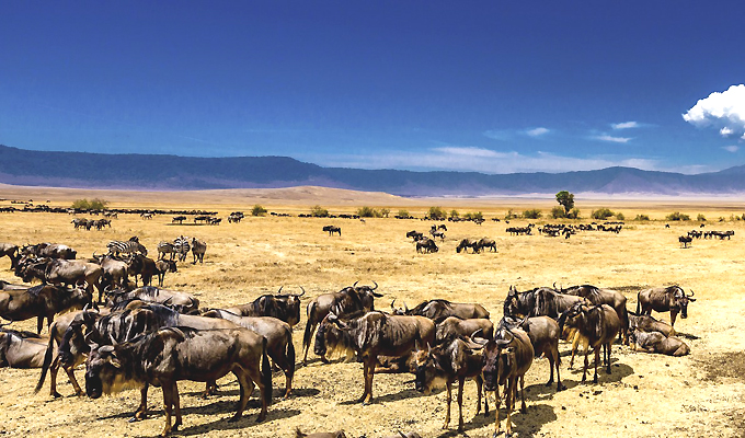 7 Days Nakuru - Naivasha - Amboseli - Ngorongoro - Serengeti