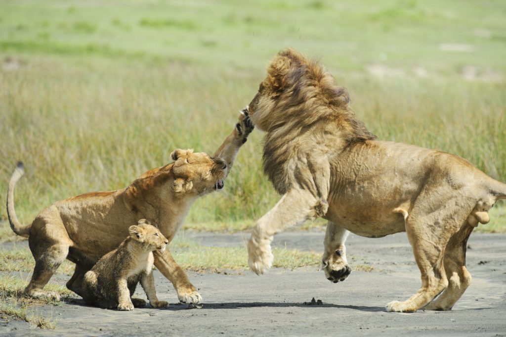 Kenya Safaris