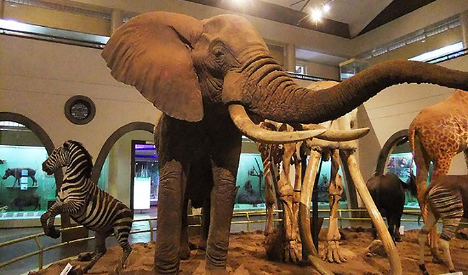 Natioanal-Museums-of-Kenya-& Nairobi Snake Park