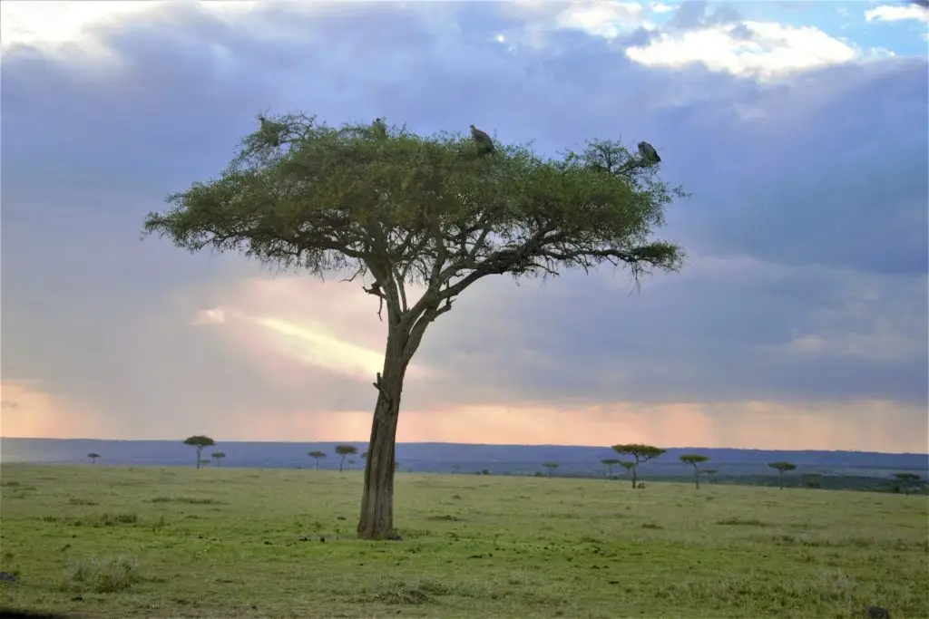 Lunch break spot in Maasai Mara