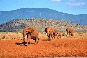 2 days Tsavo East Safari