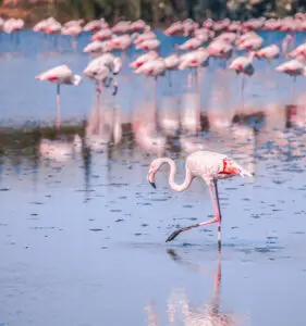4 Days Lake Nakuru National Park and Masai Mara Game Reserve_2